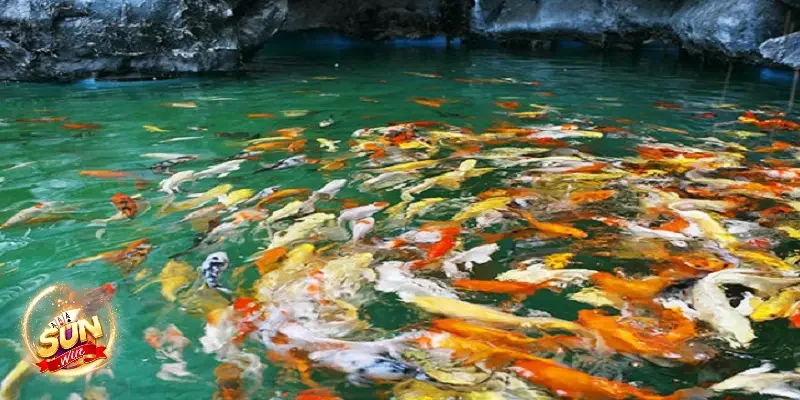 Các trường hợp đặc biệt của nằm mơ thấy cá đánh con gì