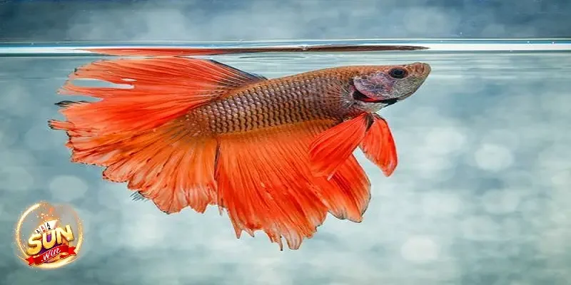 Giấc mơ nằm mơ thấy cá đánh con gì cá gắn liền với yếu tố con người