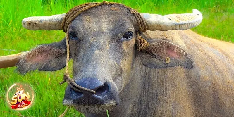 Kinh nghiệm chọn số khi mơ thấy trâu