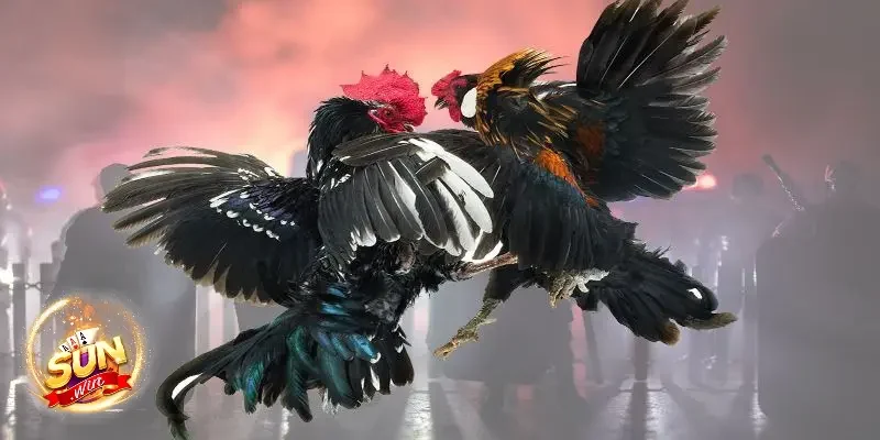 Lợi ích cho bet thủ khi tham gia đá gà Sunwin