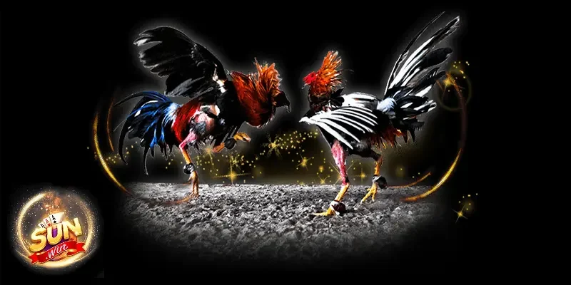 Mẹo chơi đá gà bất bại từ chuyên gia Sunwin