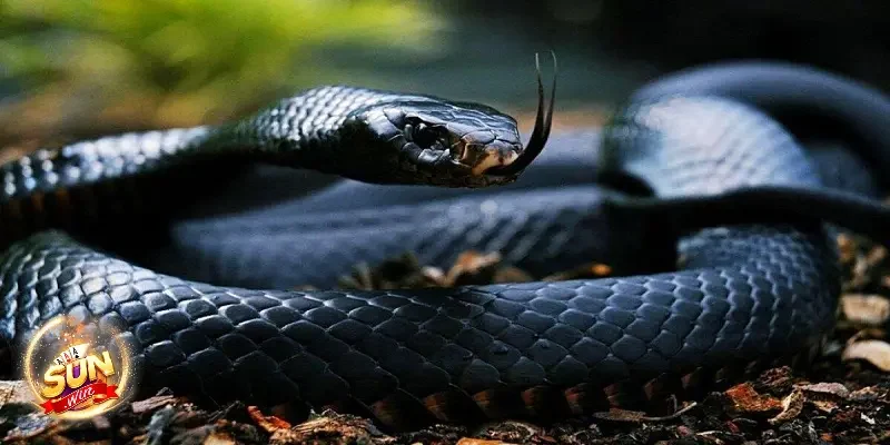 Nằm mơ thấy rắn theo đối tượng