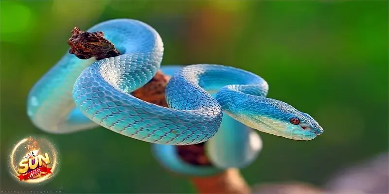 Ý nghĩa tâm linh nằm mơ thấy rắn đánh con gì và tâm lý học khi mơ thấy rắn